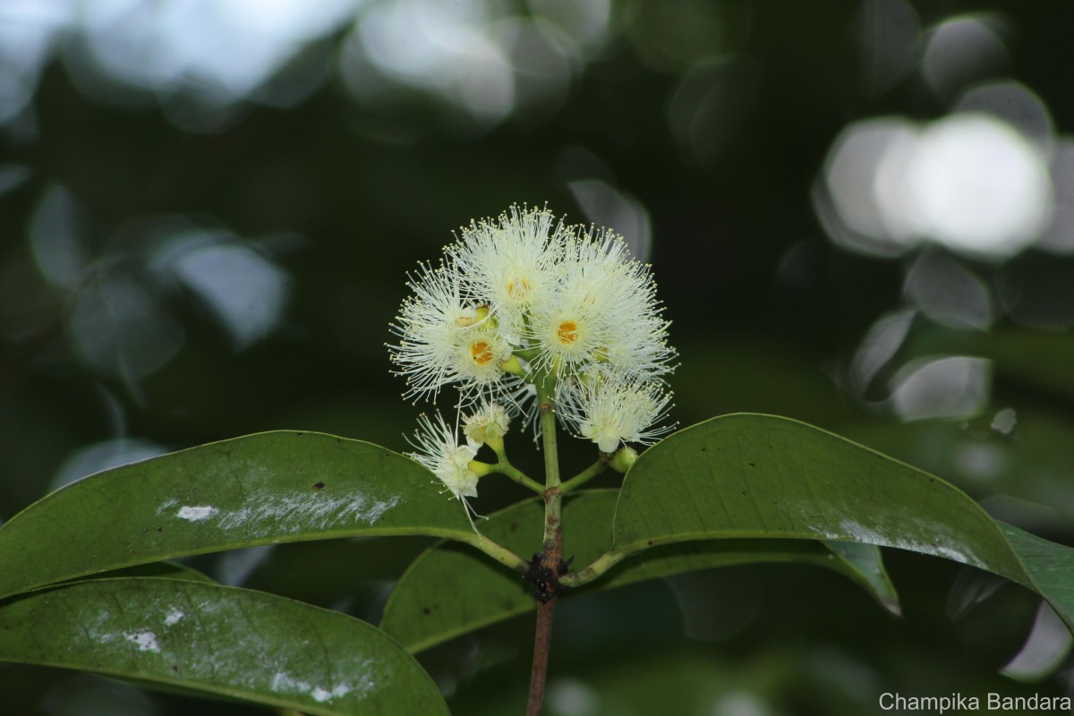 Syzygium grande (Wight) Walp.